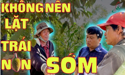 SẦU RIÊNG-KHÔNG NÊN LẶT TRÁI NON SỚM-VÌ SAO?